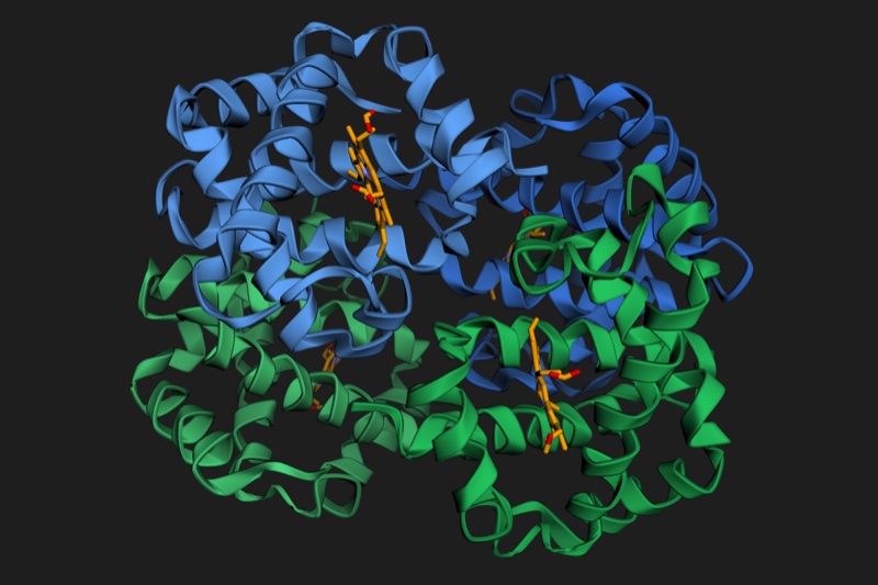 3D ribbon structure of hemoglobin (PDB 4HHB): two alpha chains in blue, two beta chains in green, four orange heme groups