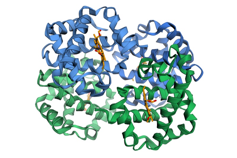 3D ribbon structure of hemoglobin (PDB 4HHB): two alpha chains in blue, two beta chains in green, four orange heme groups